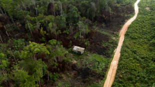 El área incendiada en Brasil en 2024 fue un 62% mayor que el promedio de cuatro décadas