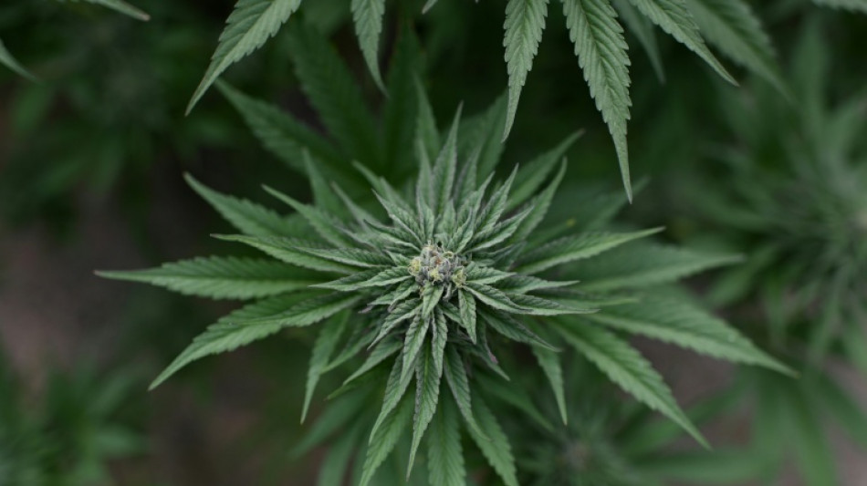 Illegale Cannabisplantage mit hunderten Pflanzen in Sachsen-Anhalt entdeckt