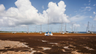 En Guadeloupe, les sargasses empoisonnent la fin de l'ann&eacute;e scolaire