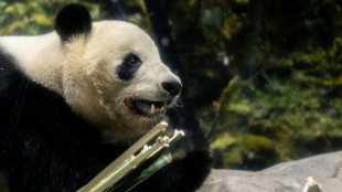 Fans bid farewell to Japan's only pandas