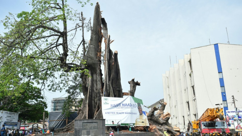 Un &aacute;rbol emblem&aacute;tico de Sierra Leona, destrozado tras una fuerte tormenta