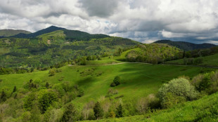Dans les Vosges, 17 nouveaux grands t&eacute;tras r&eacute;introduits malgr&eacute; des critiques