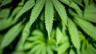 Cannabis-Freigabe: Verkehrsminister gegen THC-Grenzwert von 0,0 im Stra&szlig;enverkehr