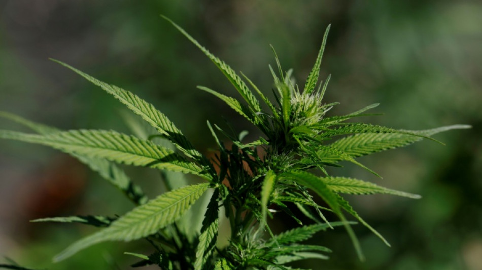 Elf Tonnen Marihuana geschmuggelt: Verd&auml;chtiger nach Deutschland ausgeliefert