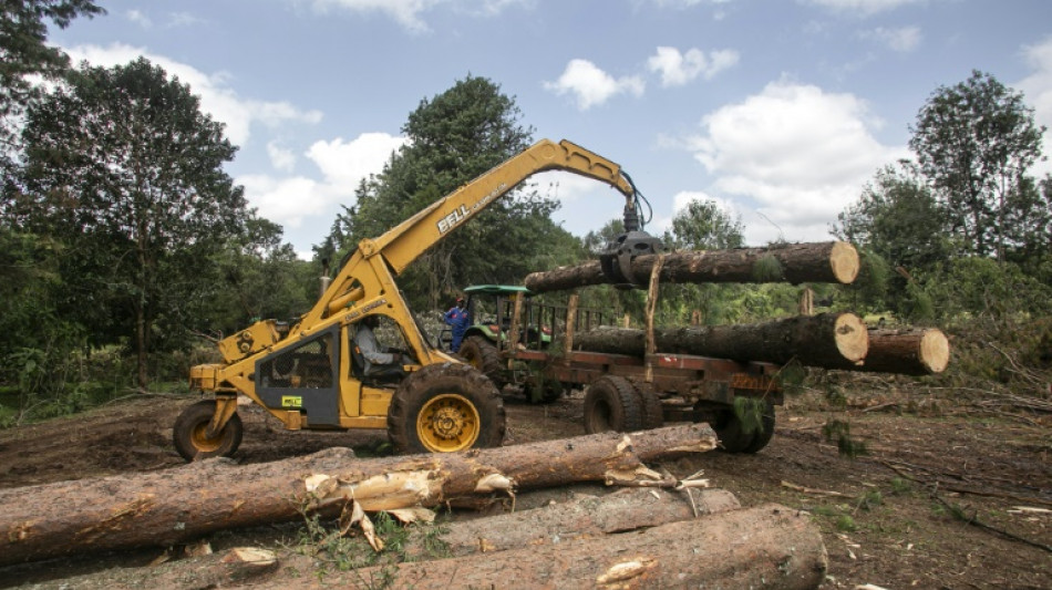 Kenya court blocks lifting of logging ban