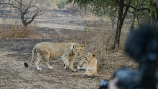 Inde: mort de huit lionceaux, craintes pour la sant&eacute; de l'esp&egrave;ce dans la r&eacute;serve de Gir