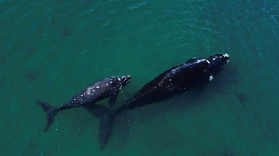 La primera "COP Oc&eacute;anos" tendr&aacute; lugar del 11 al 22 de enero de 2027