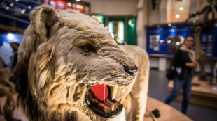 Los neandertales cazaban leones hace 48.000 a&ntilde;os