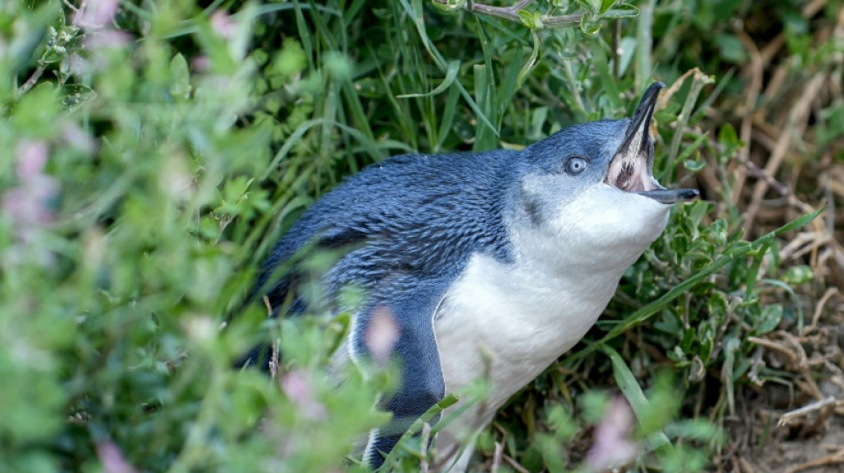 Australia lucha por defender a los diminutos ping&uuml;inos azules de la gripe aviar H5N1