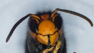El mundo est&aacute; perdiendo la guerra contra las especies invasoras