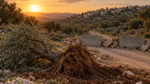 إغلاق مداخل مادما واقتلاع الزيتون يفاقمان خسائر المزارعين