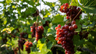 Kleinste Weinernte seit 2010 in Deutschland - Qualität aber "ausgesprochen gut"