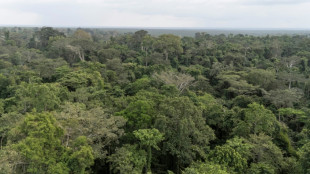 El rescate de un elefante hu&eacute;rfano expone el reto de la conversaci&oacute;n en Nigeria