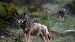 Schwedische Beh&ouml;rden geben f&uuml;r kommendes Jahr 72 W&ouml;lfe zum Abschuss frei