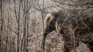 Un turista espa&ntilde;ol muere en Sud&aacute;frica pisoteado por un elefante