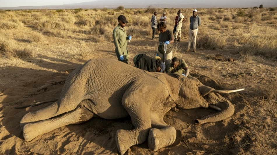 'How many will die?': the mysterious ailment killing Kenyan elephants
