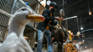 Camboya reporta la quinta muerte por gripe aviar este año