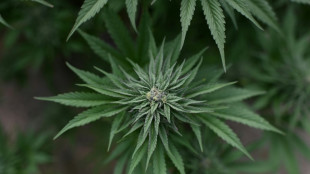 Neues Cannabisgesetz f&uuml;hrt zu Freispruch in Mannheimer Schmuggel-Prozess
