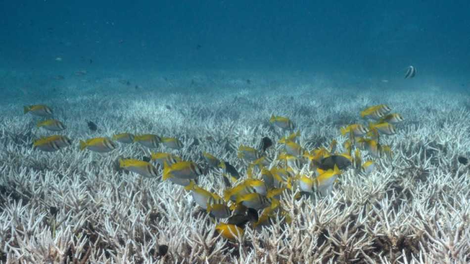 'Dread': coral scientists fear bleaching El Nino could bring