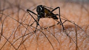 Dengue, zika e febbre gialla: dall'Oms le nuove linee guida