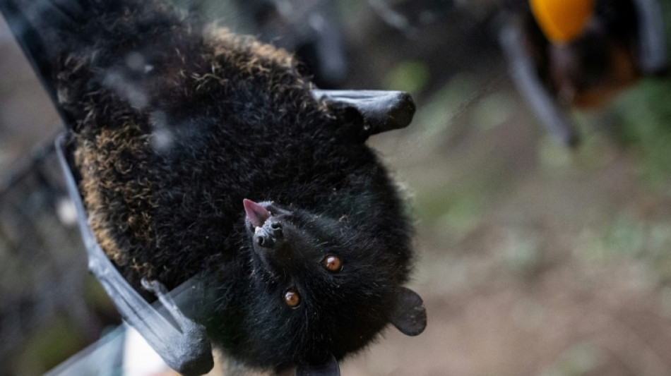 Première naissance en captivité d'une chauve-souris géante des 
Comores en France