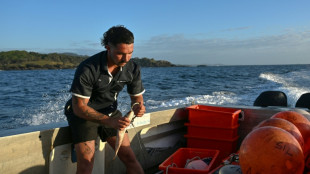 Une course effrénée vers les grands requins blancs d'Australie