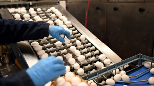 Zahl der Eier von Hennen aus Freiland- oder &Ouml;kohaltung erneut gestiegen