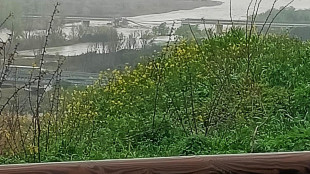 Ponte crollato sul Trigno, Mit 'A14 gratuita per garantire collegamenti'