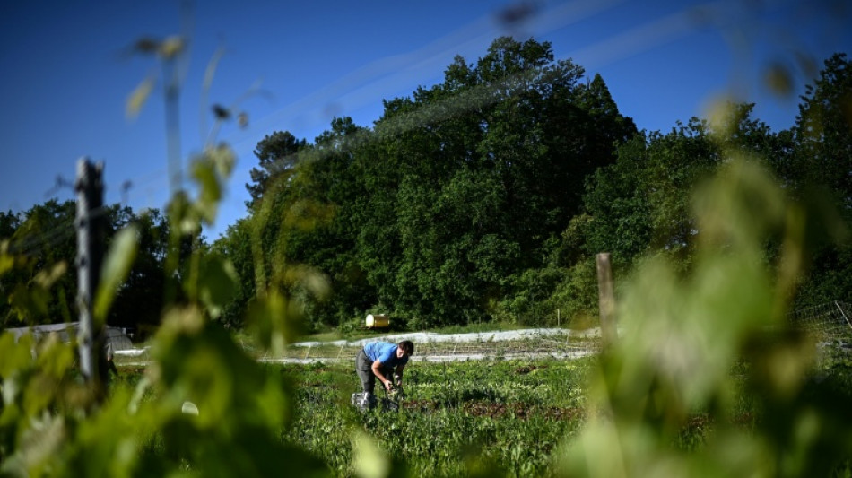 Dans le vignoble bordelais en crise, l'&eacute;pineux chemin vers la diversification