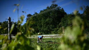 Dans le vignoble bordelais en crise, l'&eacute;pineux chemin vers la diversification