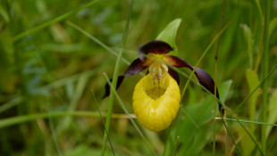 150 species saved in England, but 'time running out' to halt decline