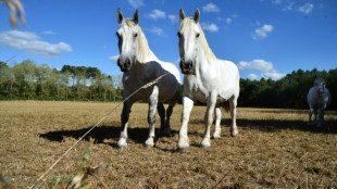 Kind vertreibt nackten Mann aus Reitstall in N&uuml;rnberg