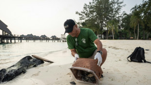 Face au d&eacute;clin des esp&egrave;ces, la tortue verte offre une lueur d'espoir