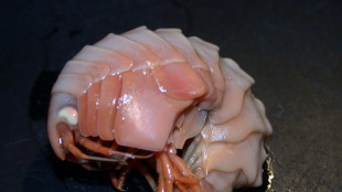 Il nome di un mollusco degli abissi selezionato da 8mila proposte inviate sul web