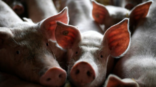 Umsetzungsfrist für Tierhaltungskennzeichnung wird verlängert