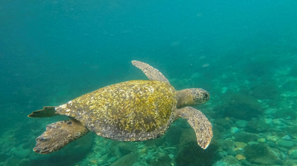 Conferencia mundial en Panam&aacute; buscar&aacute; nuevos compromisos para proteger los oc&eacute;anos
