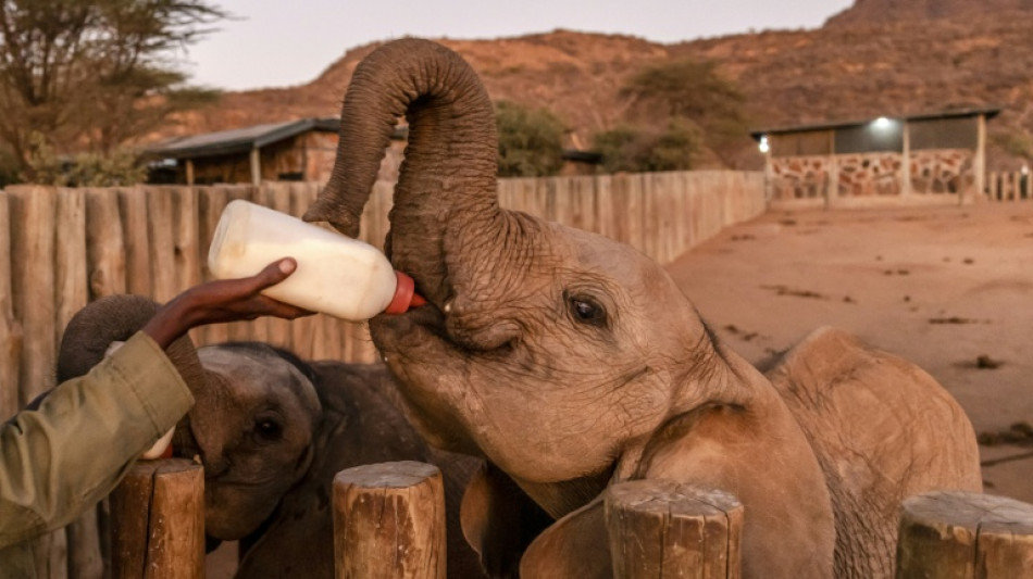 Au Nigeria, "&ecirc;tre comme une m&egrave;re" pour un &eacute;l&eacute;phanteau orphelin