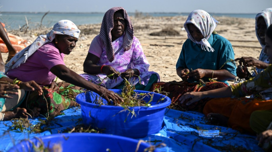 India turns to corals and seagrass to shield against rising seas