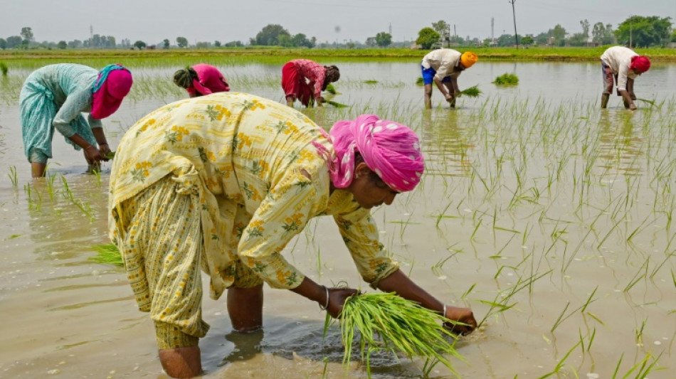 India proh&iacute;be exportaci&oacute;n de arroz blanco no basmati