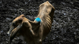 Few buyers for starving cattle in El Nino parched El Salvador
