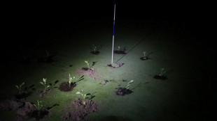 Climate activists block holes on Spanish golf courses over water use