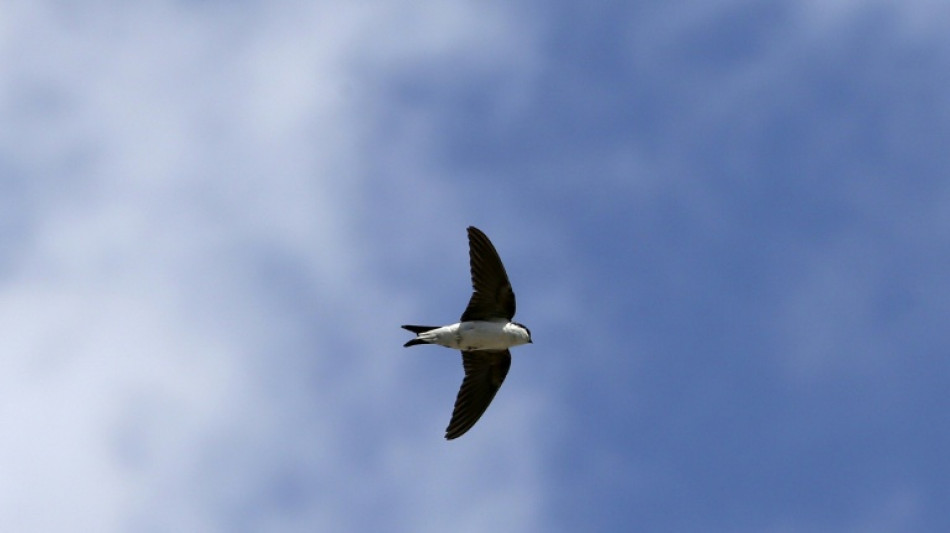 Plus d'esp&egrave;ces et moins d'oiseaux depuis 50 ans: la LPO tire un bilan contrast&eacute; 