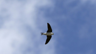 Plus d'esp&egrave;ces et moins d'oiseaux depuis 50 ans: la LPO tire un bilan contrast&eacute; 