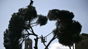 A Rome, d'embl&eacute;matiques pins parasols abattus pr&egrave;s du Colis&eacute;e