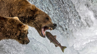 Big news: Annual eating contest roars to life in Fat Bear Week 