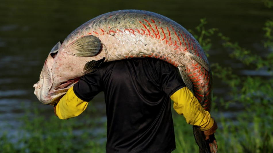 El piraruc&uacute;: el codiciado pez gigante del Amazonas en la mira de cazadores furtivos